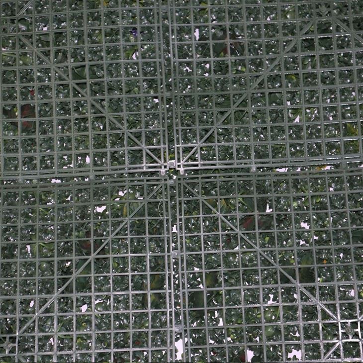 Indoor Wall Ivy