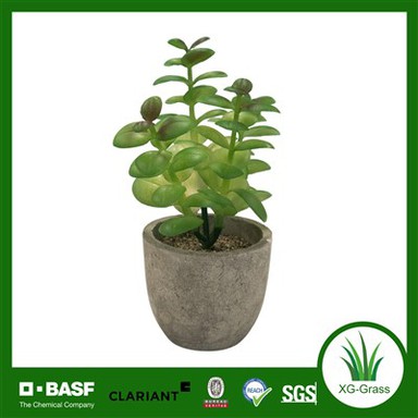 Μοναδικές χυμώδεις φυτείες Xingu για να φωτίσουν τη διακόσμηση του σπιτιού σας