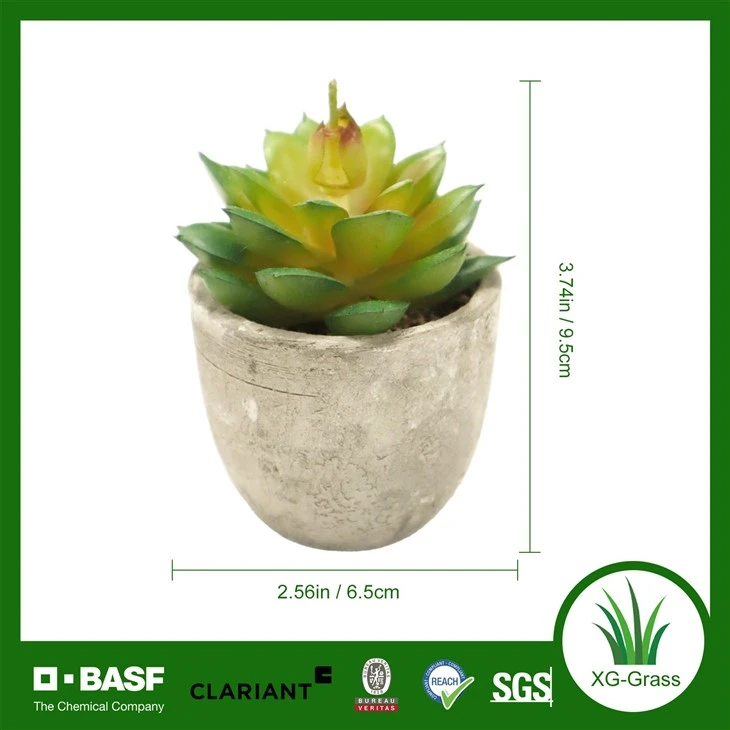 Xingu Succulent Plants in Bulk For International Buyers best