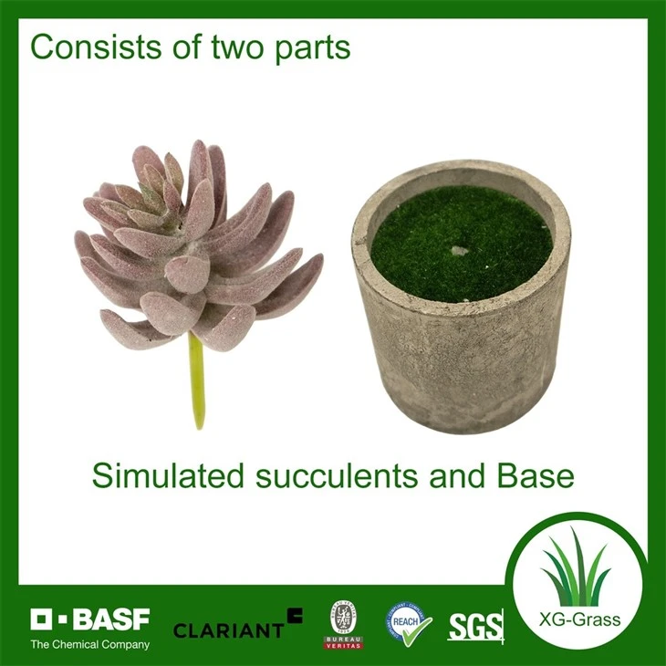 Xingu Unique Succulent Arrangements To Brighten Your Home Decor factory